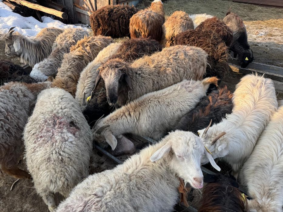 Лақ сатамын Срочно 15 мын