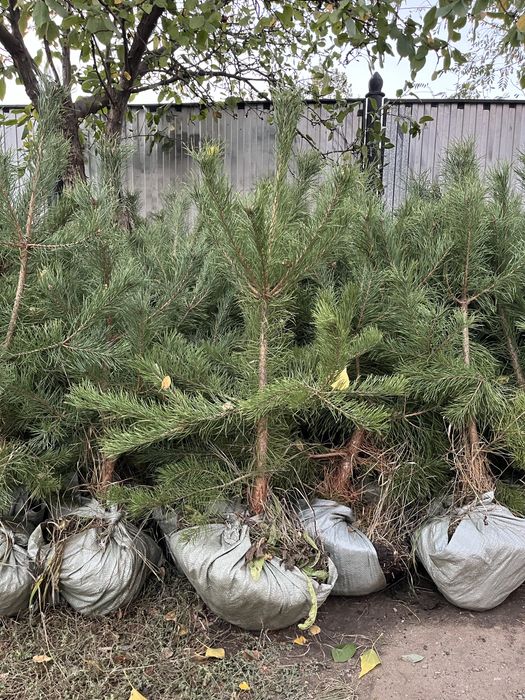 Сосна!По сниженной цене!