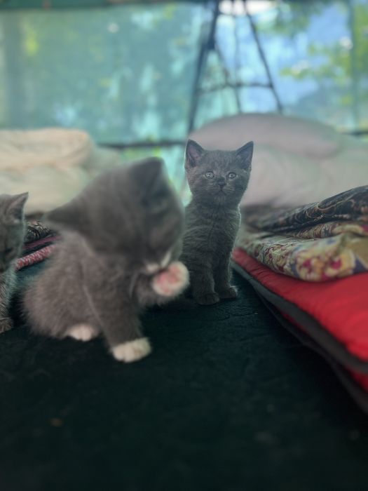 СРОЧНО!!Продается котята последняя фото мамы