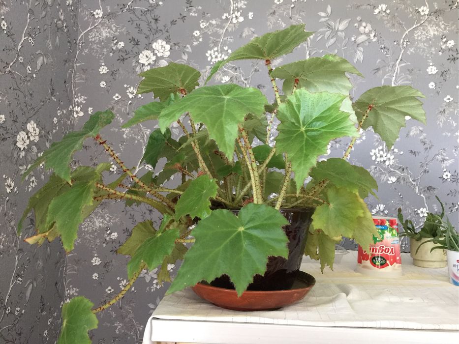 Цветы комнатные , разные