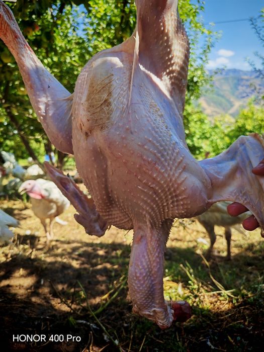 Б 6 куркалар СОТИЛАДИ