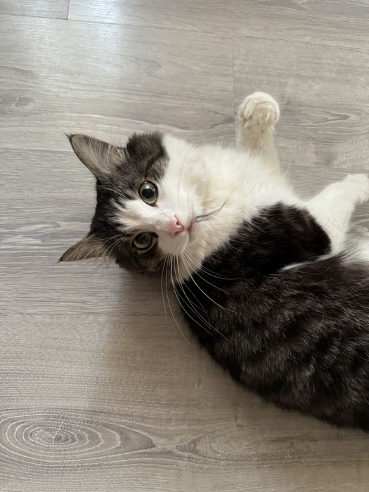 Отдам любимого кота (