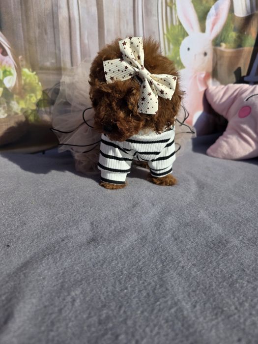 Запазени ! Пудел той момичета с документ за произход