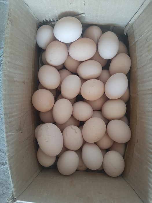 Домашний тухумлар сотилади