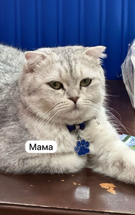 Продается котята