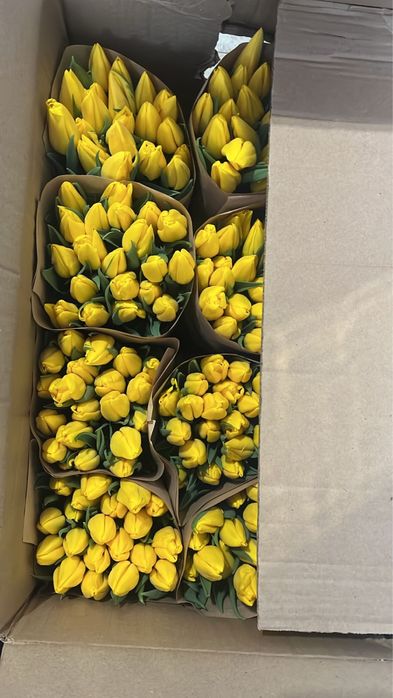 Тюльпаны оптом