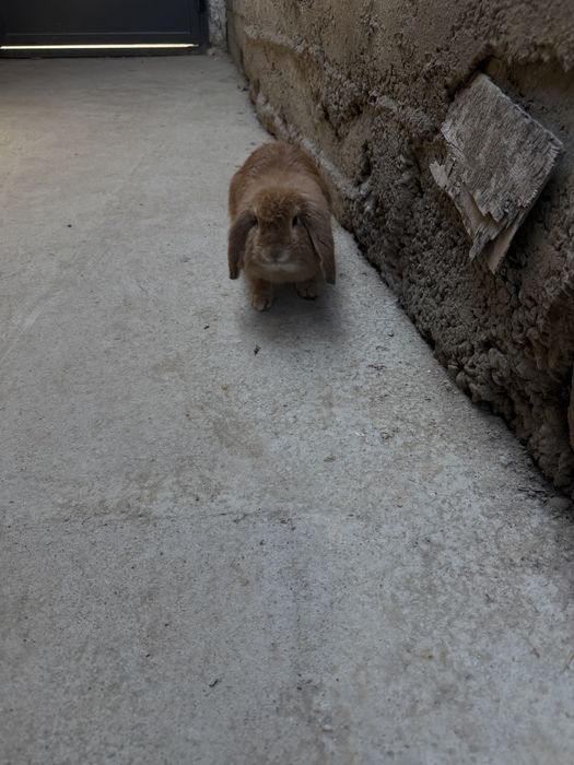 Шеркалла баран қуён сотилади