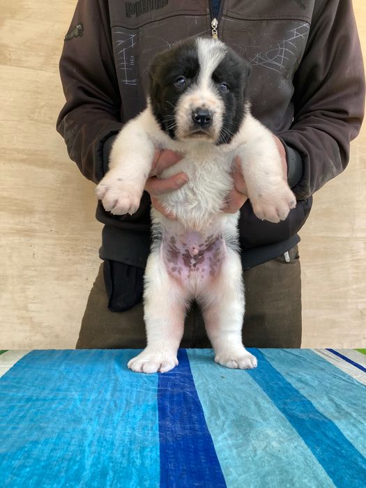 Щенок Алабая ( Туркменский )