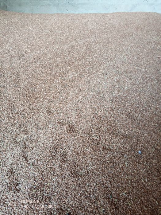 Vând grau, triticale,orz și ovăz