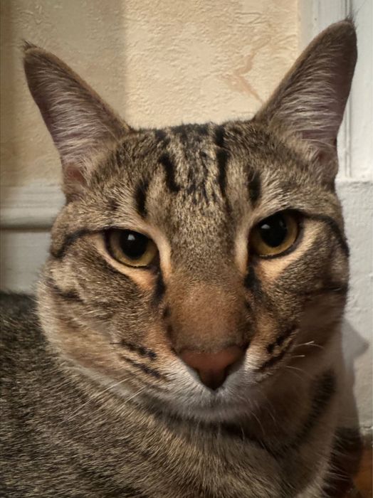 ! ПРОПАЛ КОТ ! Помогите найти !