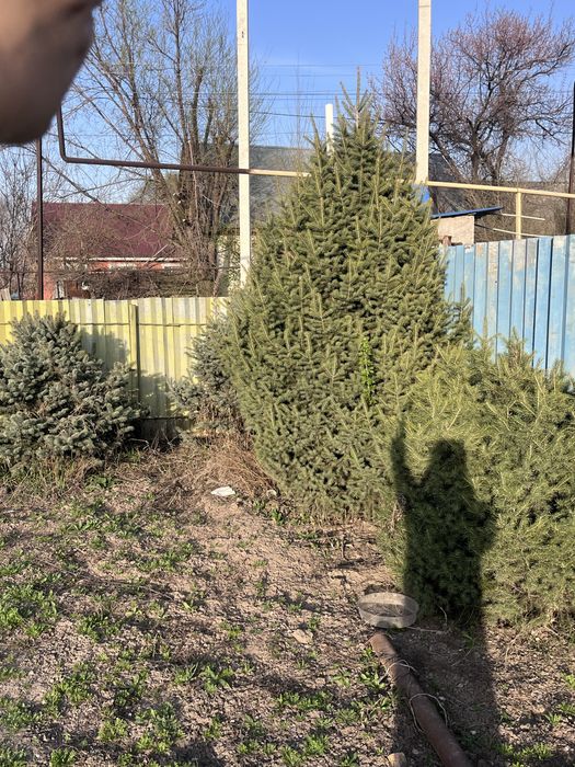 Ёлка , количество 4штука