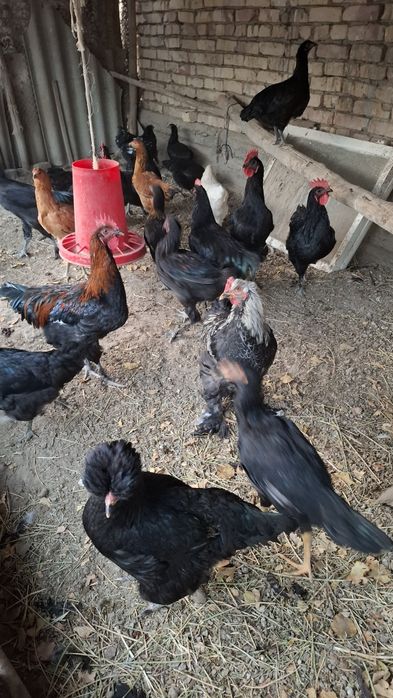 Товук ва хурозлар сотилади