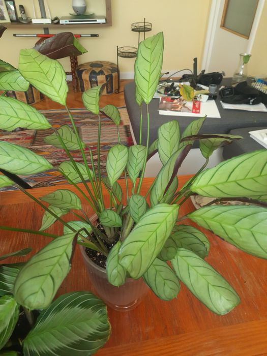 Flori tropicale Calathea, Ctenante si Maranta cu colorit deosebit.