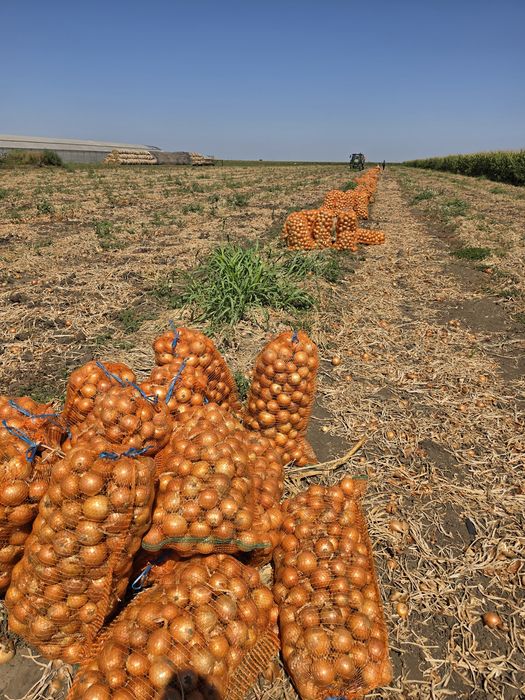 Ceapa Legend f1 - Asigur transport-Direct de la producator