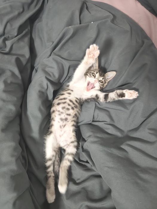 Отдам котенка в добрые руки