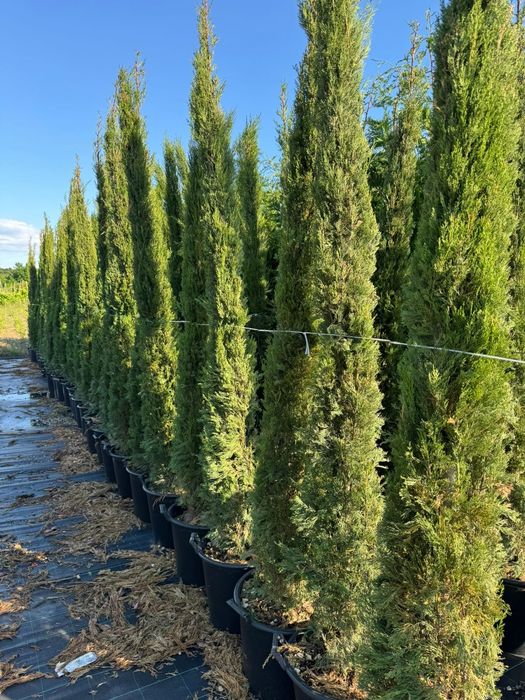 Thuia  leilandi plante
