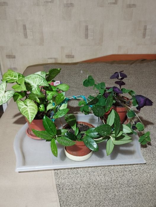 Стайни и лечебни цветя