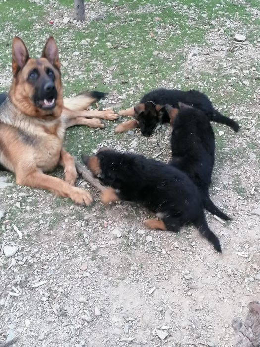 Малки елитни немски овчарки