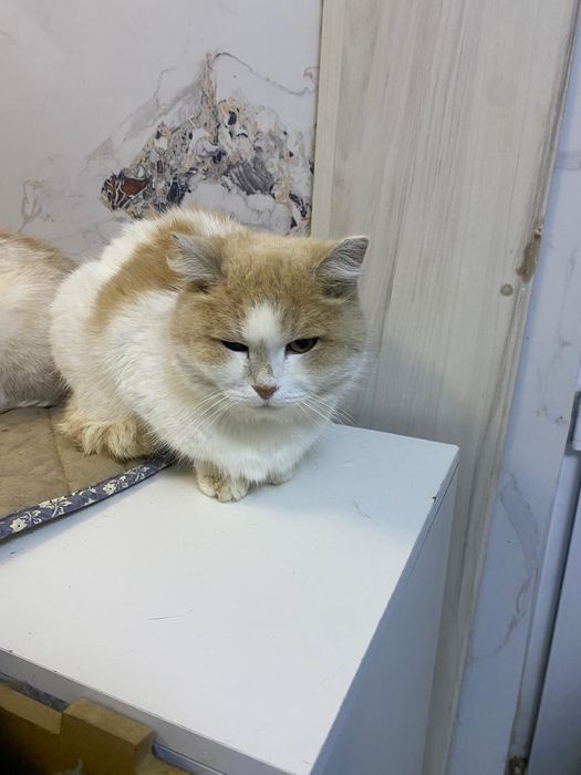 Ищем дом для кошечки