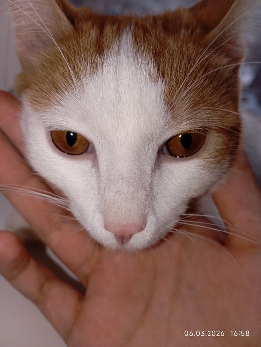 отдам мальчика подростка