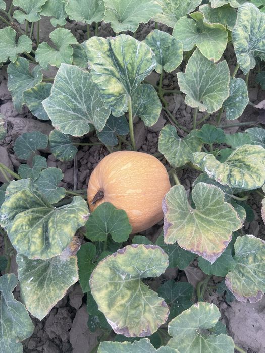 Продам тыкву для мант