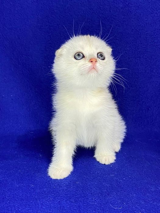 Скотиш фолд мальчик серебристая шиншила