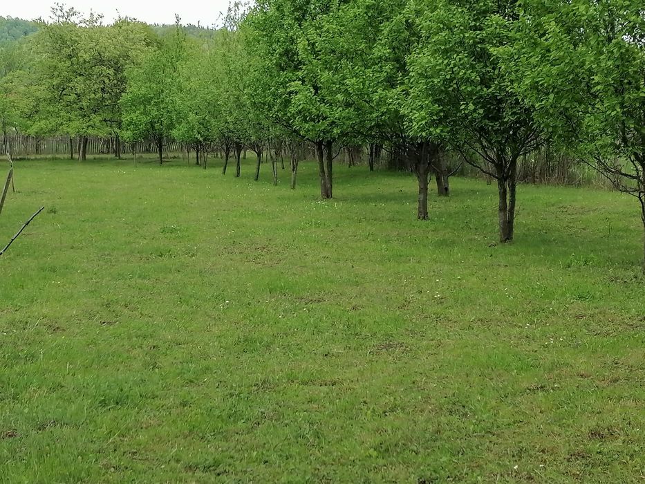 Teren Brebu vanzare 26 euro/mp