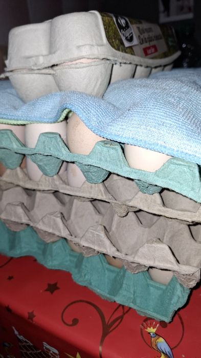 Vand ouă Jersey Giant Găina Uriașă,SussexHD, ItalianaArgintie.