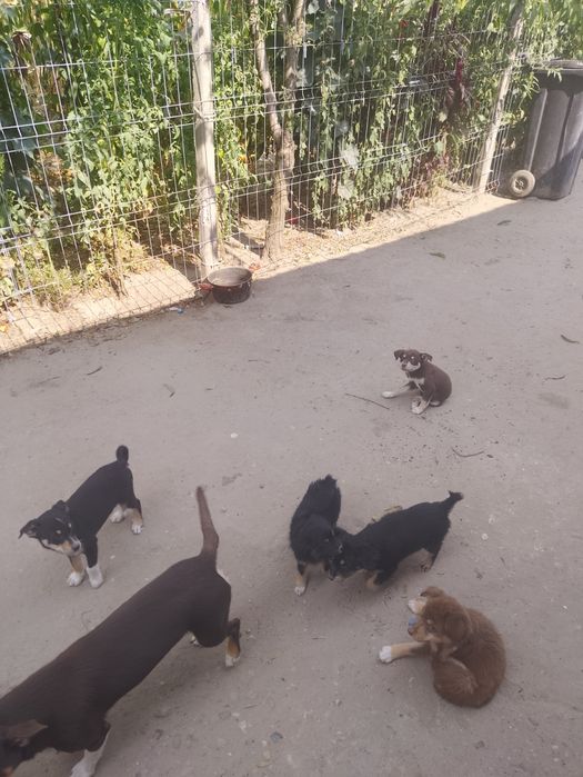 Donez cățeluși și pisicute