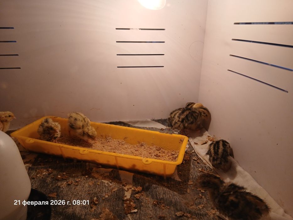 Перепелята.           .