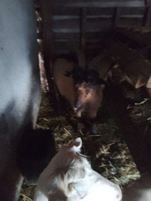 Vând capre diferite culori