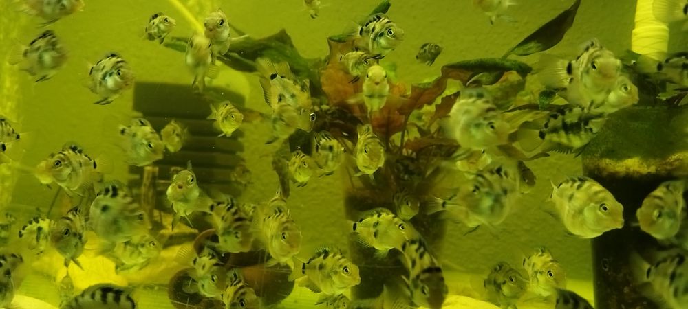 Чифтове Зебровидни цихлиди