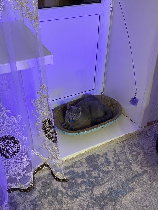 Отдам кота британец