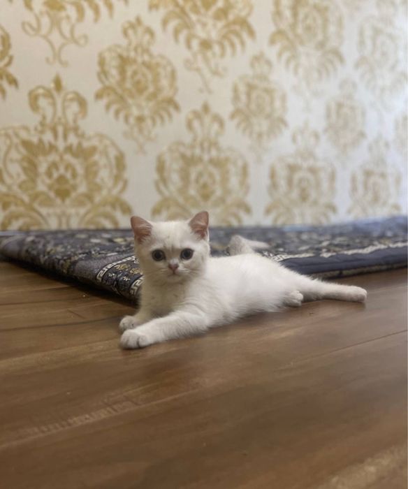 Продаётся британский поинт шиншилла