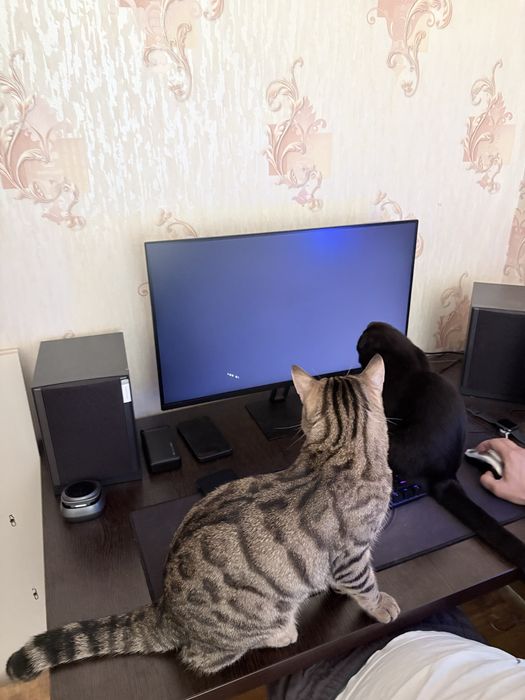 Отдам бенгала кота