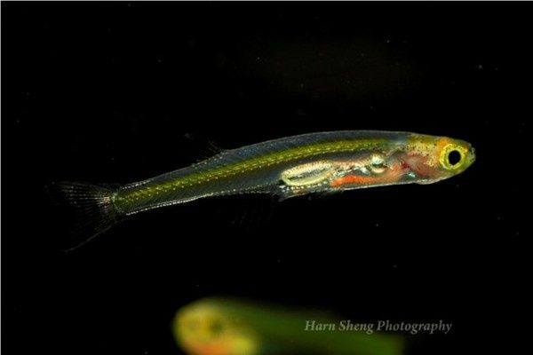 Продам  - данионелла,  Дракула