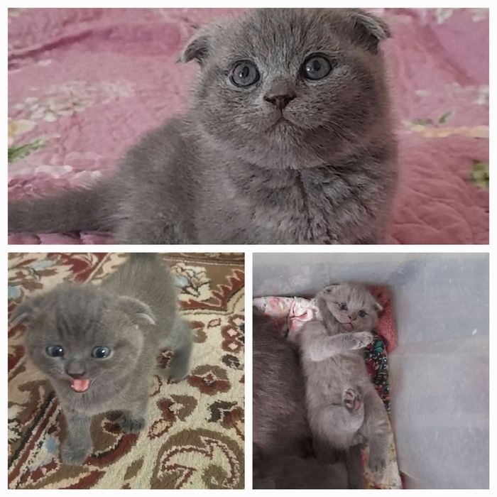 Пушистые комочки счастья скоттиш фолды