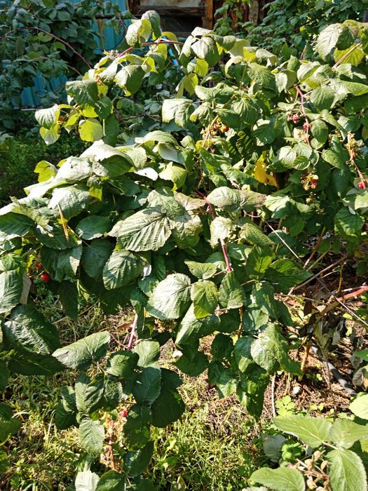 Малина ремонтантная, цветы