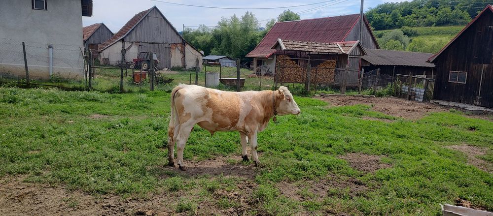 Vând taur bălțat românesc