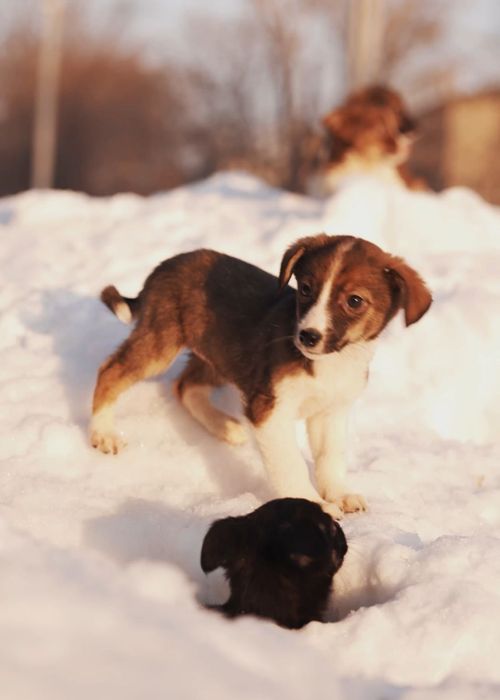 Отдам щенков бесплатно