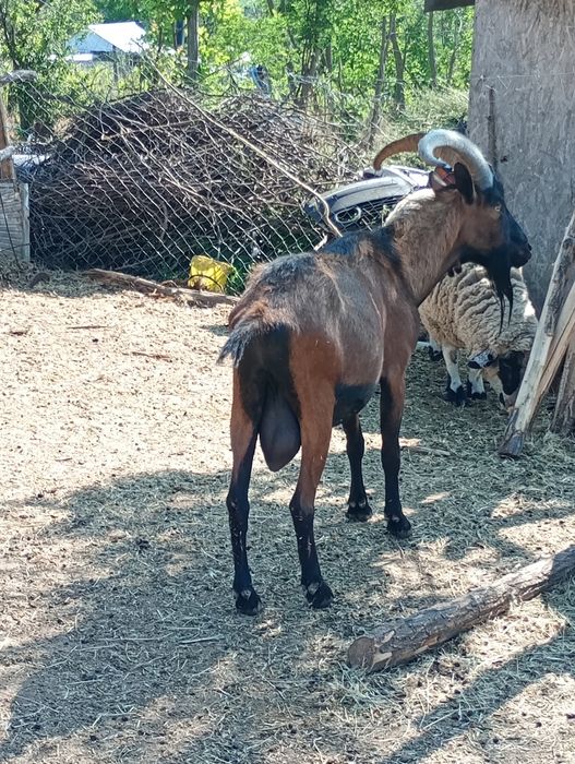 Vând țap Alpin Francez schimb și cu motosapa