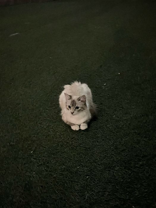 Продам кошку срочно