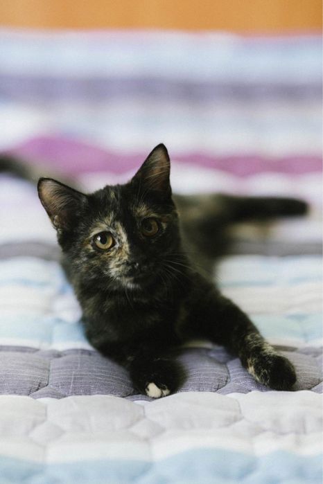 Котенок девочка ищет дом