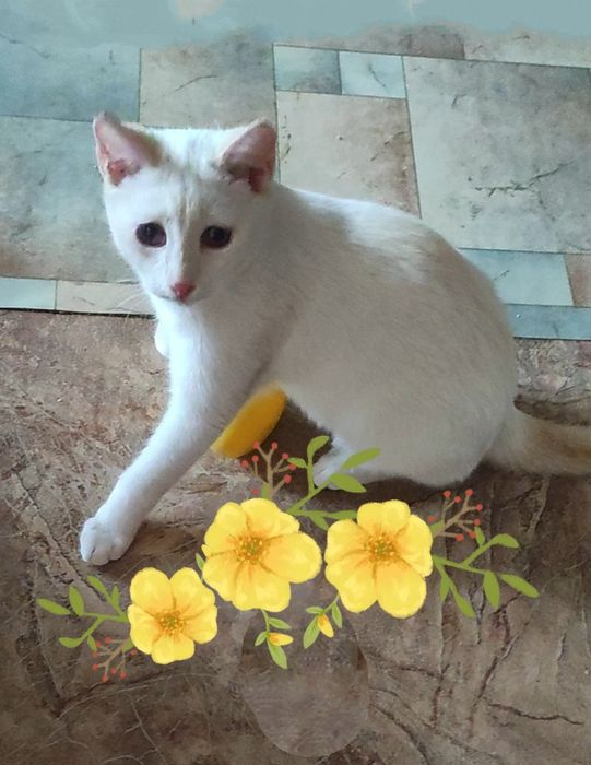 Котёнок мальчик 5месяцев