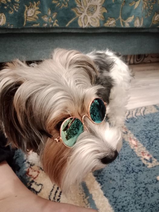 Йорк 3 года, мальчик