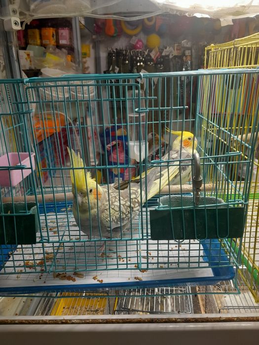 Новое поступление ручных корелл