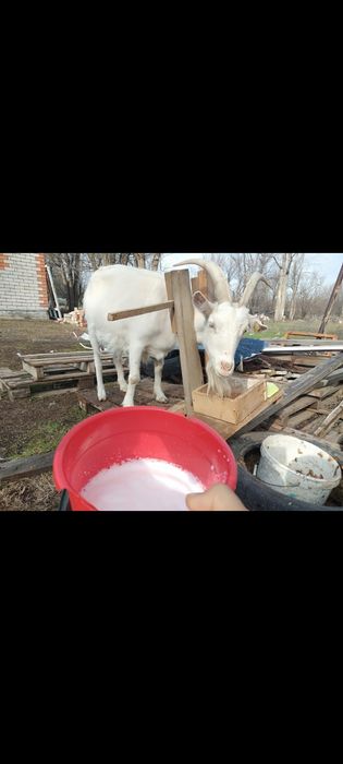 козёл и  коза ешкі сауынды