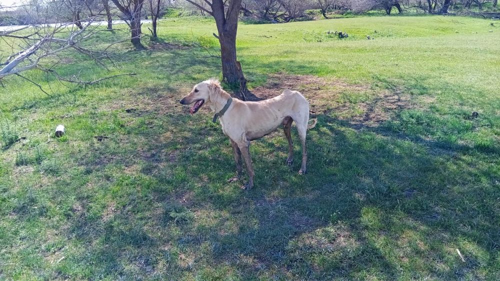 Тазы 2 жаста ауызданган