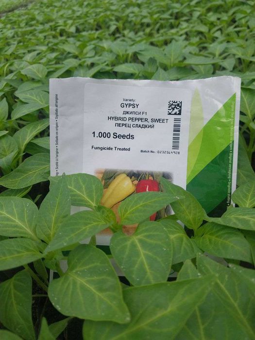 Помидор, булгор калампир, бодринг, баклажон кучатлар бор.