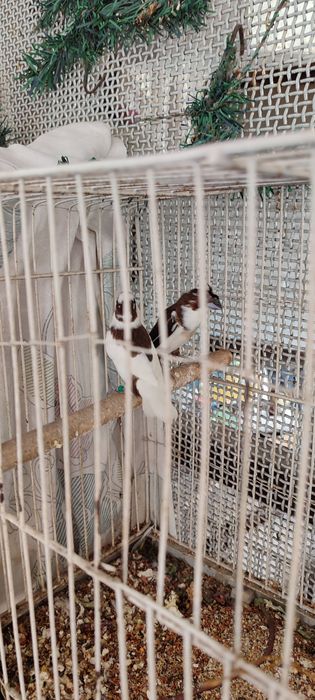 Японские амадины.